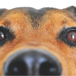 A dog subject to a petnup