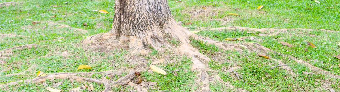 Compensation For Tree Root Damage How To Claim Blb Solicitors Compensation For Tree Root Damage How To Claim Blb Solicitors