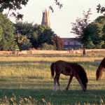 Horses grazing on common land
