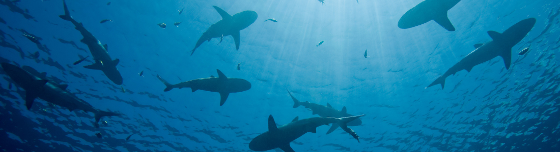 Sharks circling