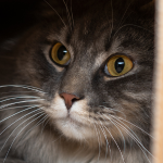 Fluffy tabby cat lying in a box