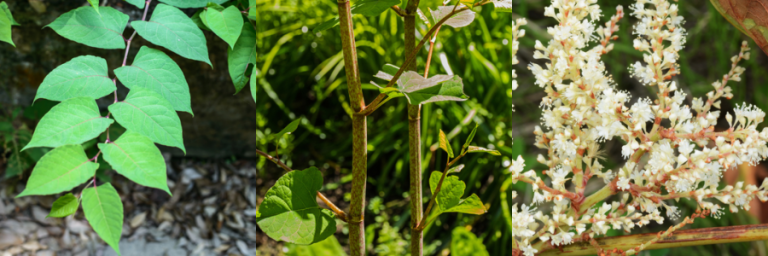 Japanese Knotweed