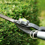 Cutting a hedge in accordance with hedge law