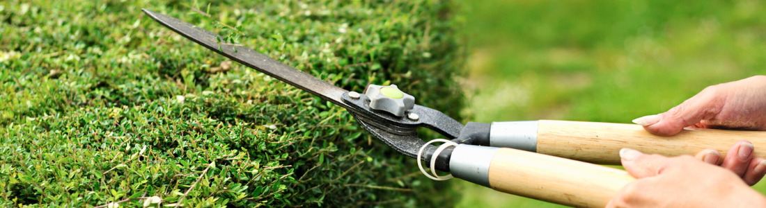 Cutting a hedge with shears