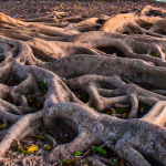 Huge tree roots