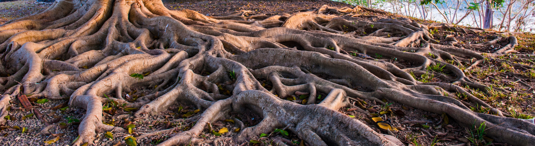 Huge tree roots