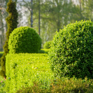 Topiary hedge