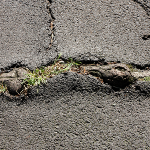 Tree root damaging path