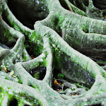 Tree roots