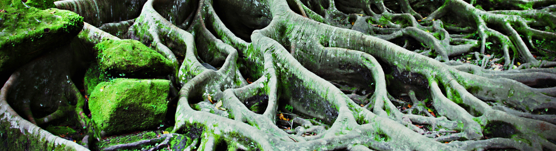 Tree roots