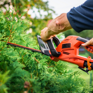 Trimming hedge with electric trimmer