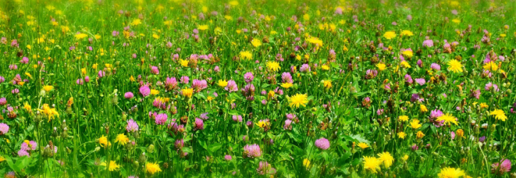 Meadow flowers
