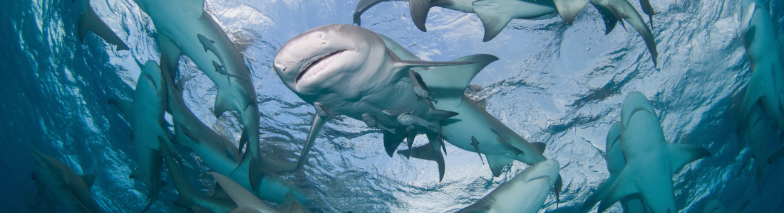 Sharks circling near the surface