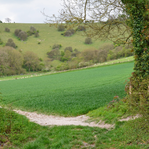 Footpath across a field