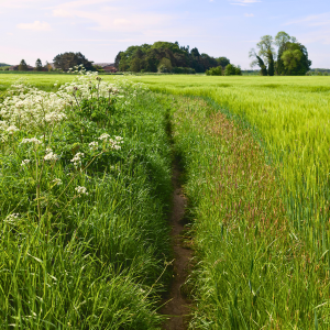 Path across a cultivated field