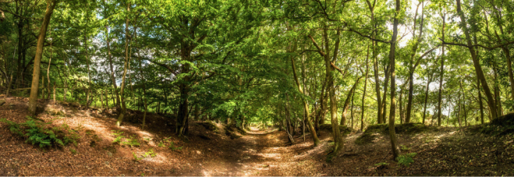 Woodland