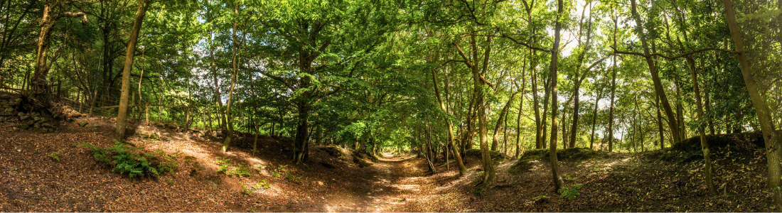 Woodland