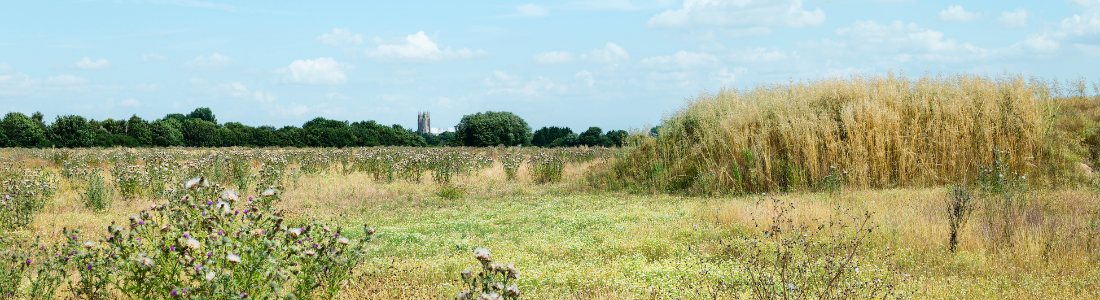 Development Land