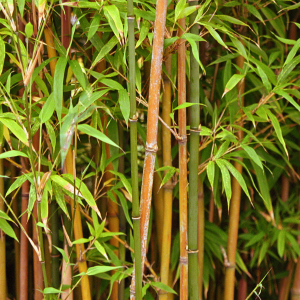 Bamboo in the garden