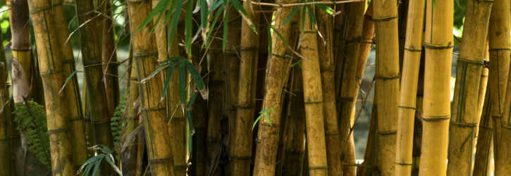 This bamboo may be breaching UK law