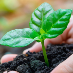 Plant shoot representing B Corp certification