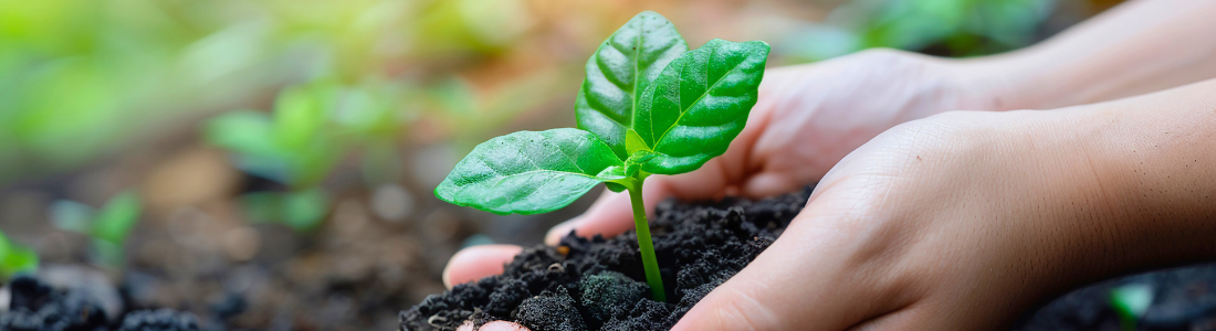 Plant shoot representing B Corp certification