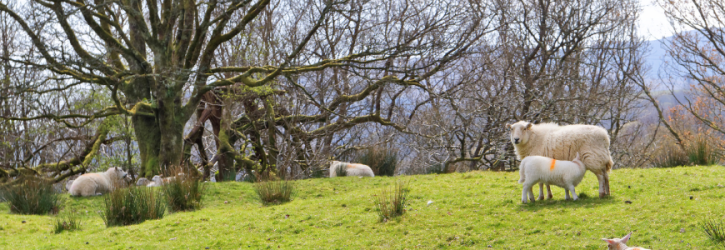 Sheep grazing under the terms of a grazing licence
