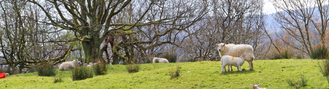 Sheep grazing under the terms of a grazing licence