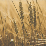 Wheat harvest subject to holdover provisions in an agricultural land transaction