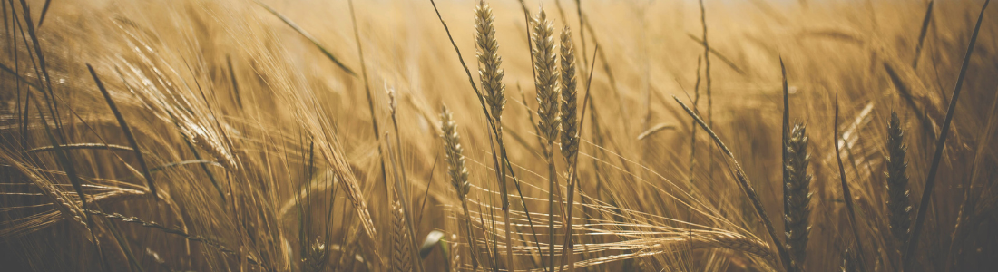 Wheat harvest subject to holdover provisions in an agricultural land transaction