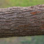 Permission was obtained to cut down this tree