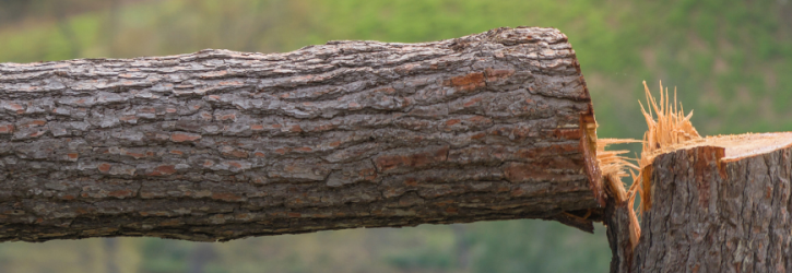 Permission was obtained to cut down this tree
