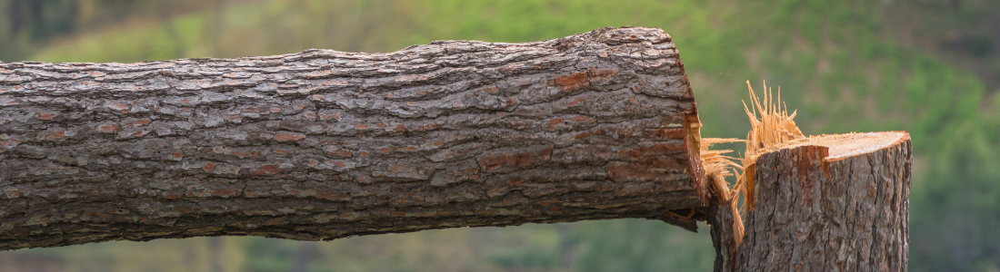 Banner Image Permission was obtained to cut down this tree