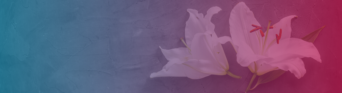 White lilies representing contested probate solicitors